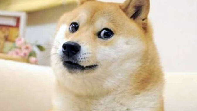 Havlayan köpek sizce ısırır mı?