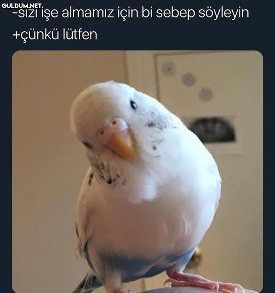 Sizinle salatamı paylaşır mıydım sizce?
