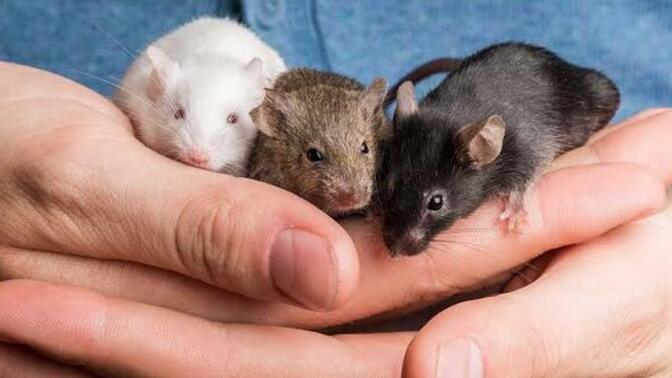 Rat almak için ailemi nasıl ikna edebilirim?