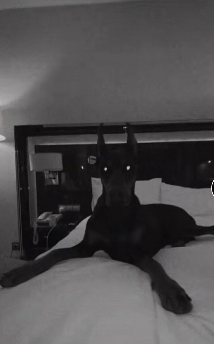 Böyle bir köpek beslemek istermiydiniz 👀?