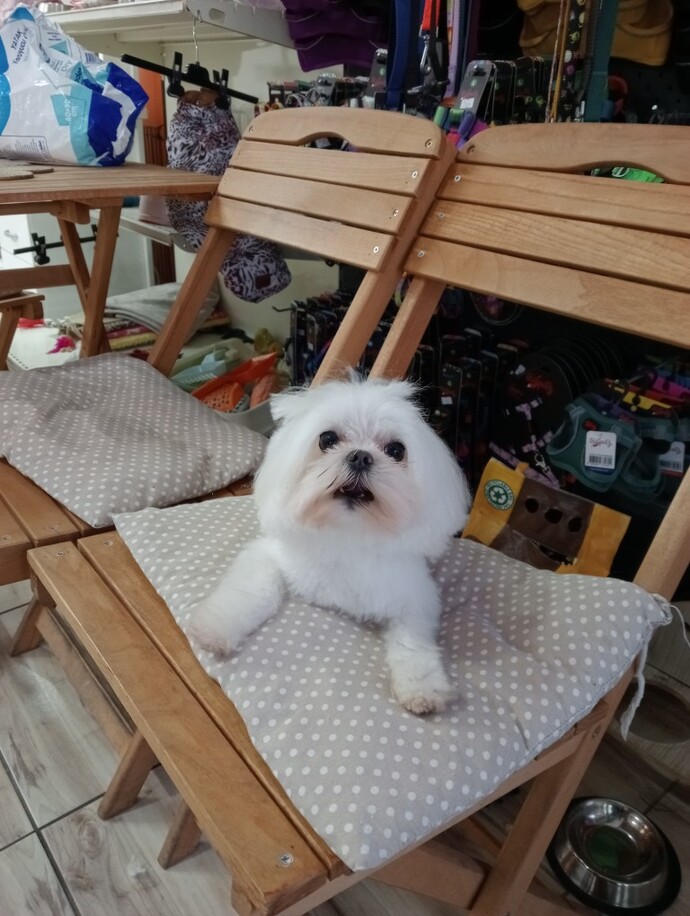 Böyle bir köpek beslemek istermiydiniz 👀?
