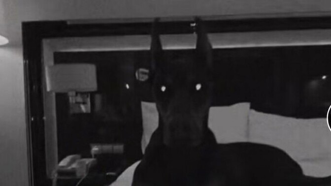 Böyle bir köpek beslemek istermiydiniz 👀?