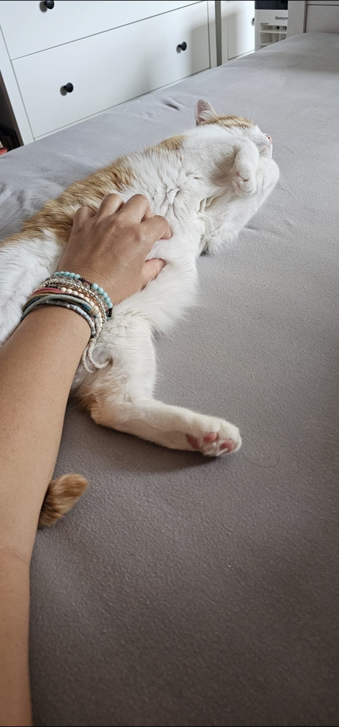 Sizin de bundanınız var mı ☺️❤️❤️🐱🐈?