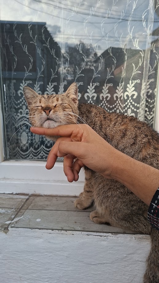 Sizin de bundan'ınız var mı ☺️❤️❤️🐱🐈?