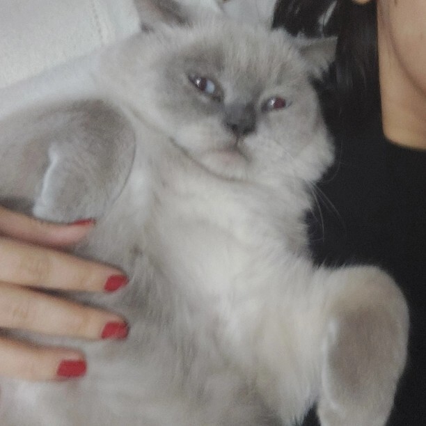 Sizin de bundan'ınız var mı ☺️❤️❤️🐱🐈?