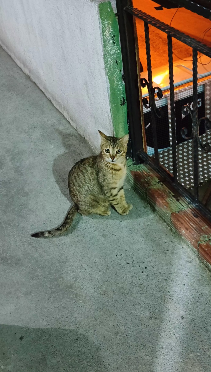 Sizin de bundan'ınız var mı ☺️❤️❤️🐱🐈?