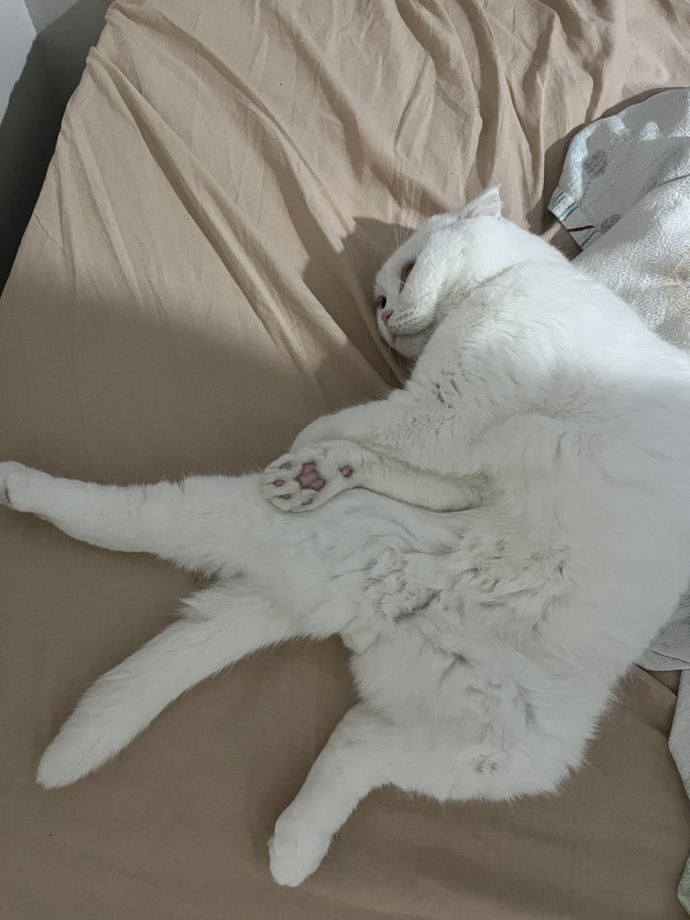 Sizin de bundan'ınız var mı ☺️❤️❤️🐱🐈?