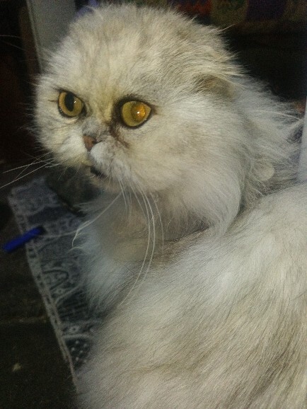 Sizin de bundan'ınız var mı ☺️❤️❤️🐱🐈?