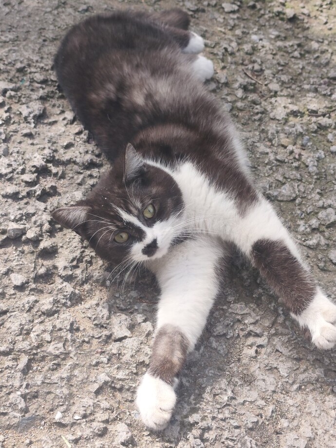 Sizin de bundan'ınız var mı ☺️❤️❤️🐱🐈?