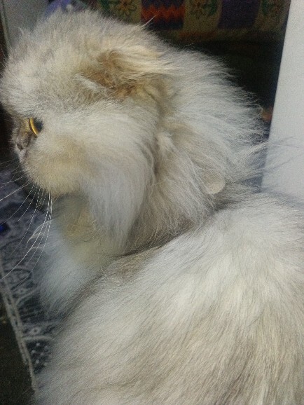 Sizin de bundan'ınız var mı ☺️❤️❤️🐱🐈?