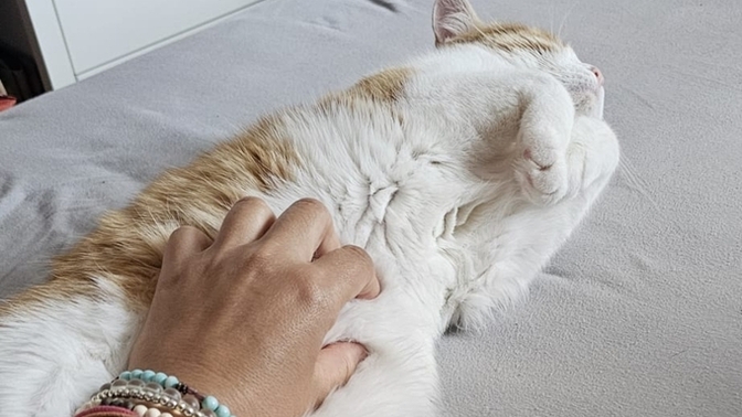 Sizin de bundan'ınız var mı ☺️❤️❤️🐱🐈?
