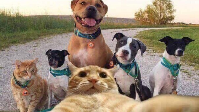 Ayın kaçında doğduğuna göre kaç kedi veya kaç köpek beslemen gerektiğini söyleyeyim mi?