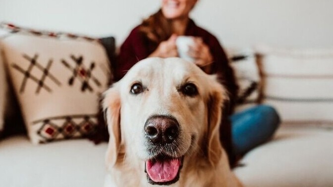 Evinize gelecek olan misafiriniz yanında köpeğini de getirebilir mi?