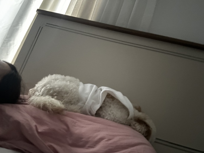 Köpeğim sürekli yatağımı ve yastığımı işgal ediyor nasıl vazgeçirebilirim?