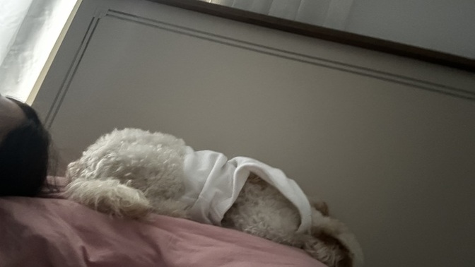 Köpeğim sürekli yatağımı ve yastığımı işgal ediyor nasıl vazgeçirebilirim?