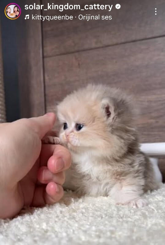 Böyle Bir kediniz Olsa adını ne koyarsınız?