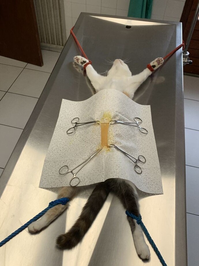 Hayvan hastaneleriyle veteriner kliniklerinin farkları nedir?