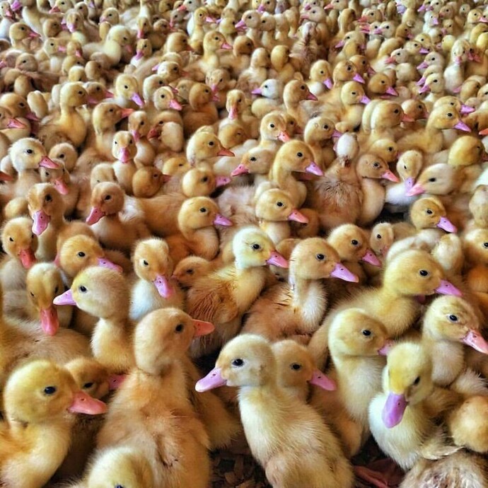 İmkân olsa hangi evcil hayvandan kaç tane beslemek isterdin?