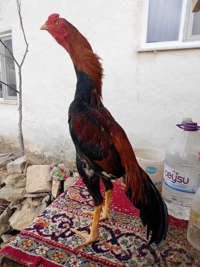 Ne çizeyim sizce, çizim önerisi ve ilham verecek fikirleriniz var mı?