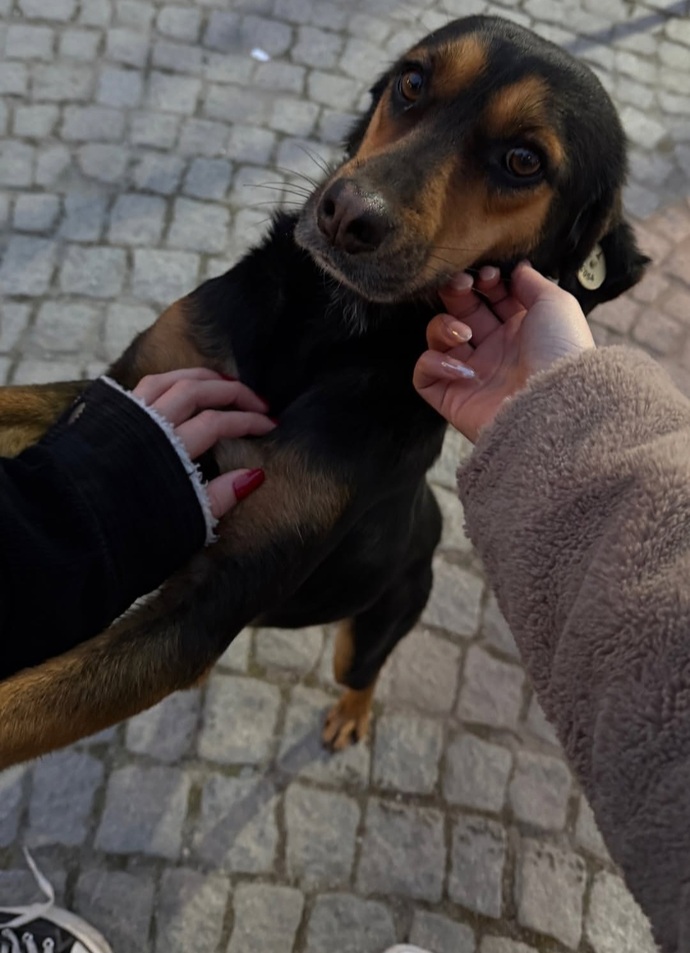 Sokak köpeği gördüğünüzde seviyor musunuz?