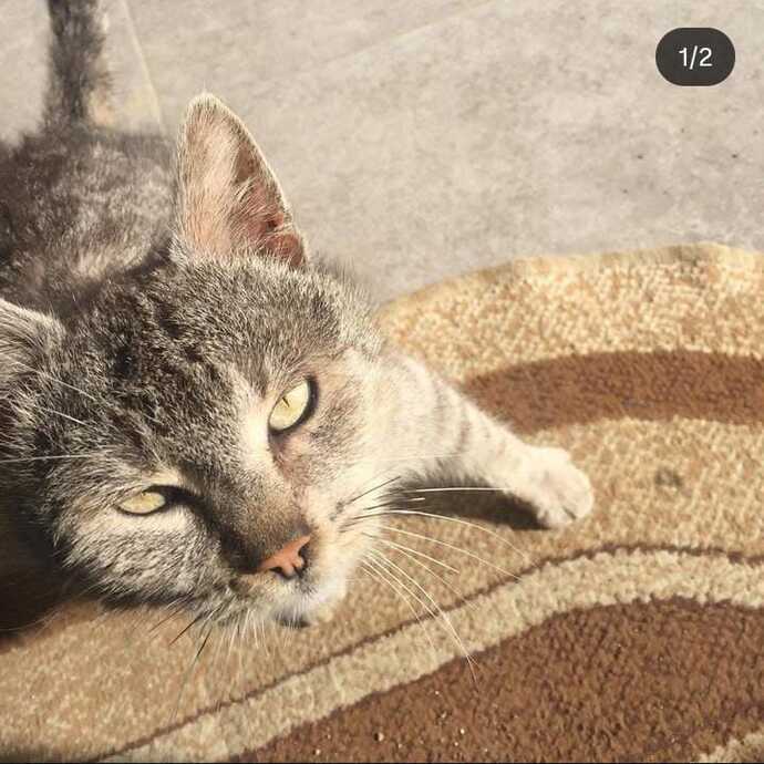 Sokak köpeği gördüğünüzde seviyor musunuz?