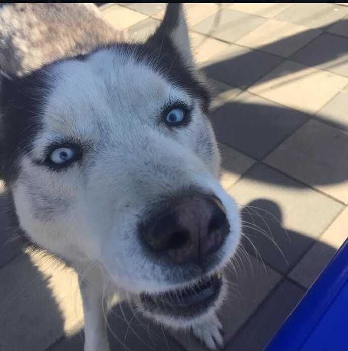 Sokak köpeği gördüğünüzde seviyor musunuz?