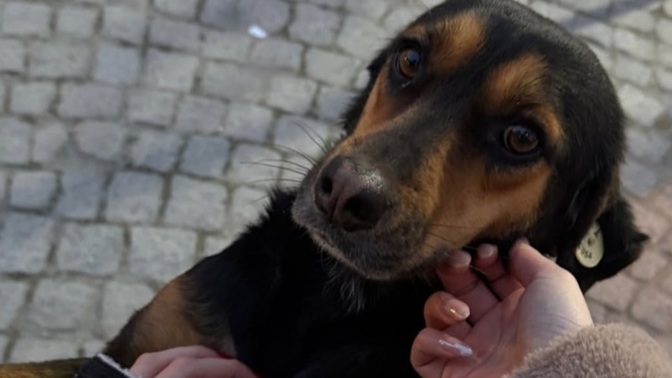 Sokak köpeği gördüğünüzde seviyor musunuz?