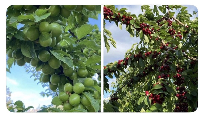 Hangisini dalından yemek isterdin?