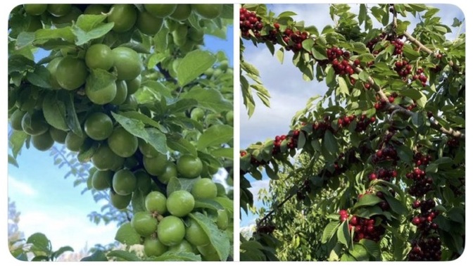 Hangisini dalından yemek isterdin?