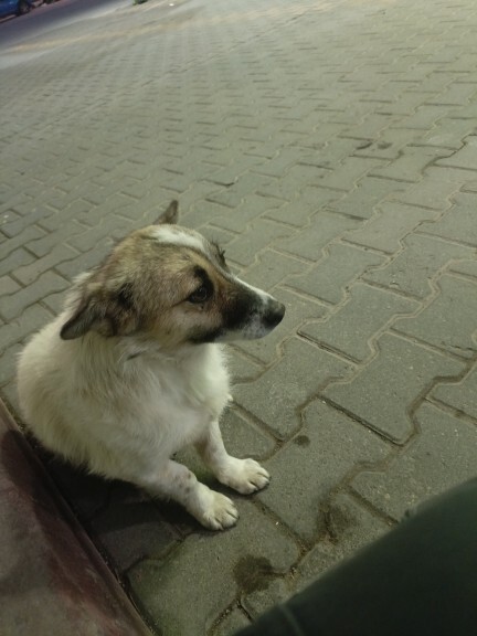 Kedimle aramızdaki kopuş normal mi, davranışları sizce iyi mi?