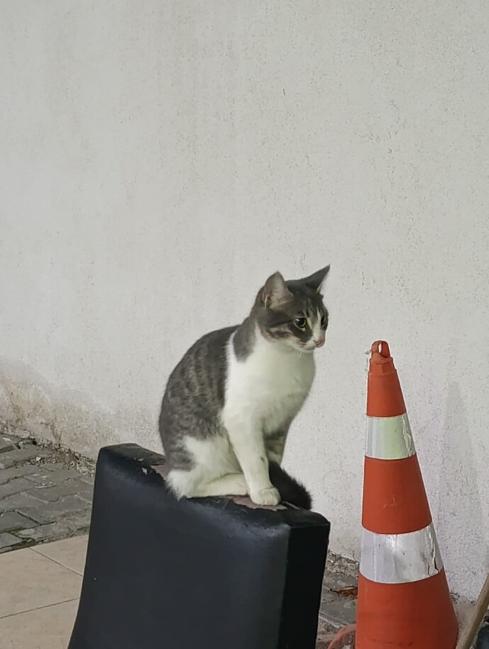 Kedimle aramızdaki kopuş normal mi, davranışları sizce iyi mi?