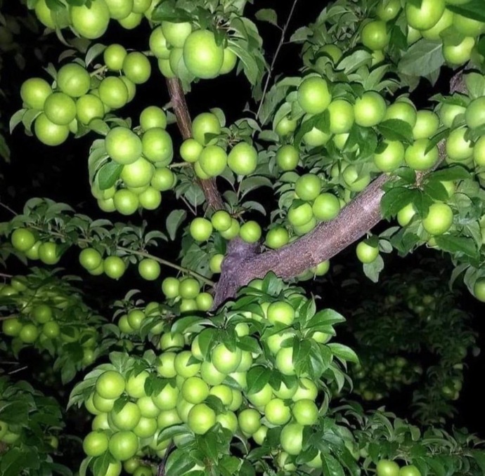 Ağaçtaki eriği tuzlu mu yersin yoksa tuzsuz mu 🧂 ?