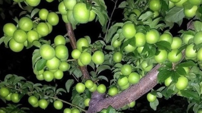 Ağaçtaki eriği tuzlu mu yersin yoksa tuzsuz mu 🧂 ?