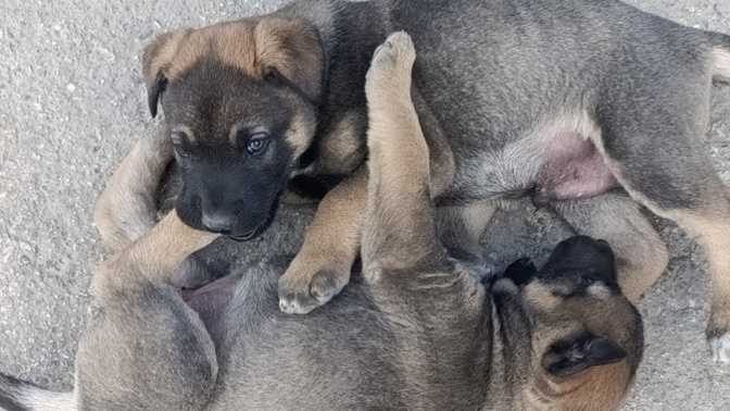 Leyla adlı köpeğimin 4 yavrusuna 2 erkek 2 kız ismi alabilir miyim?