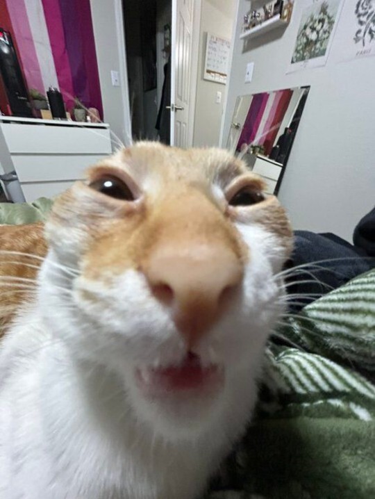 Sen hangi kedi türüne benziyorsun merak ediyor musun, söyleyeyim mi?