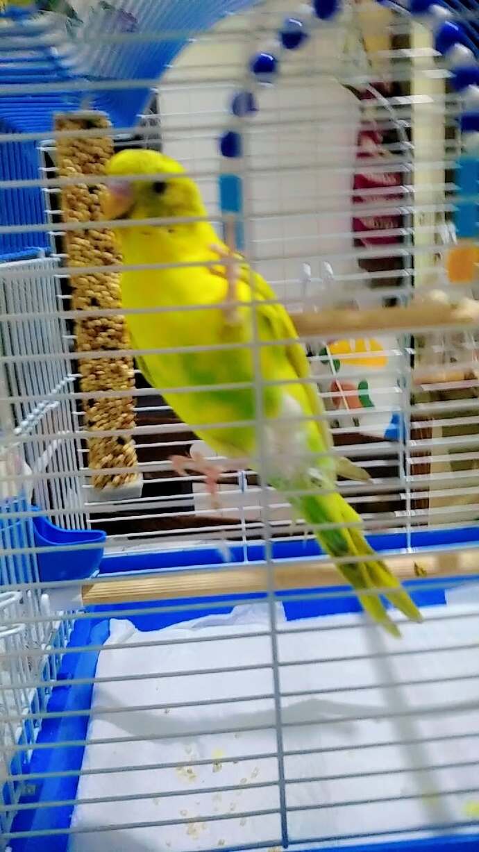 Muhabbet kuşumun ismi ne olsun?
