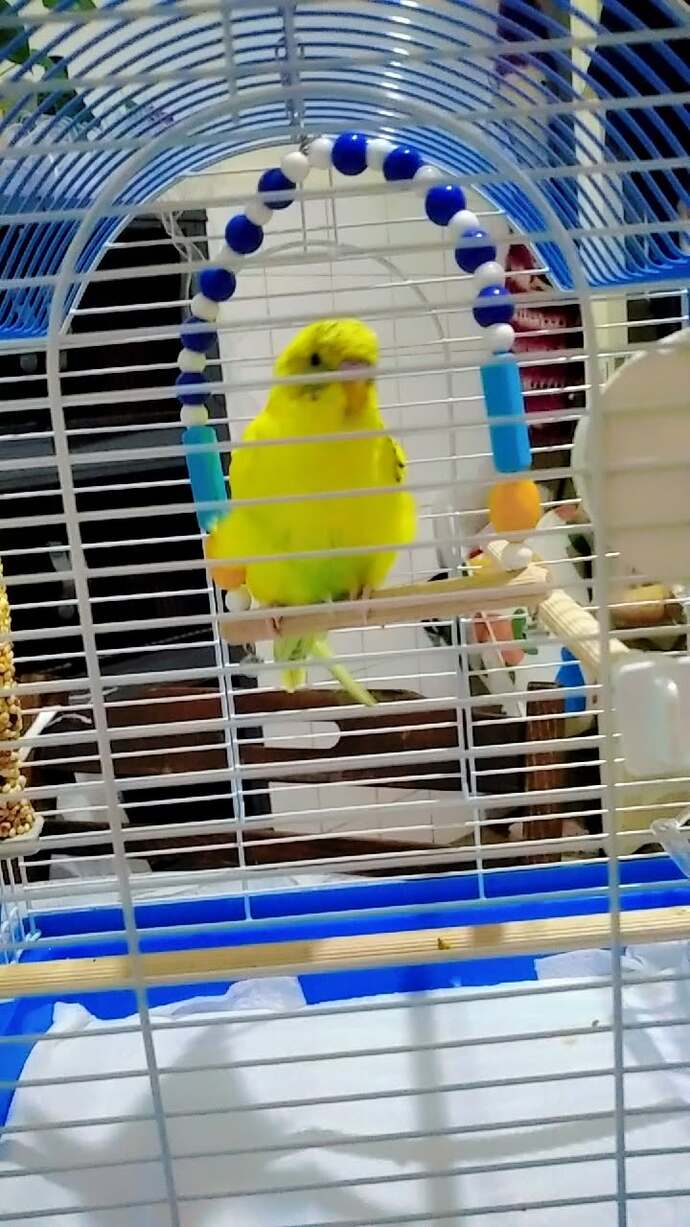 Muhabbet kuşumun ismi ne olsun?