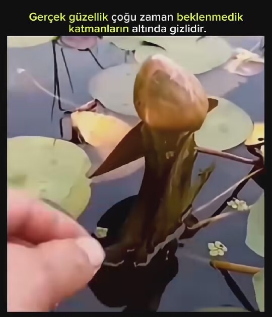 Ne zaman gelecek bu güzel günler bilen, var mı?