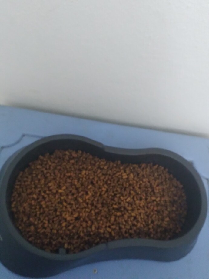 Kedilerime mama koydum sizce az mı olmuş?