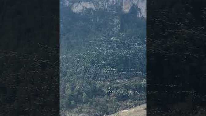 Leyleklerin göç ettiği ana hiç denk geldiniz mi?