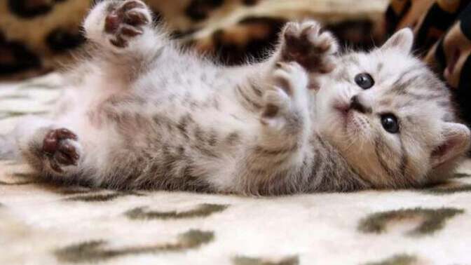Erkekler sosyal medyada kedi resmi paylaşınca gerçekten kızların ilgisini mi çekmeye çalışıyor?