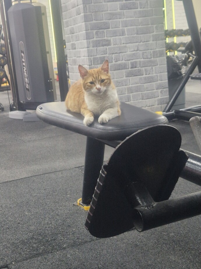 Spor salonunda aletleri boş bırakmayan tiplerle nasıl başa çıkıyorsunuz?