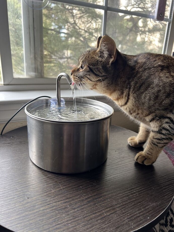 Kedi su pınarı fazla elektrik yapar mı?