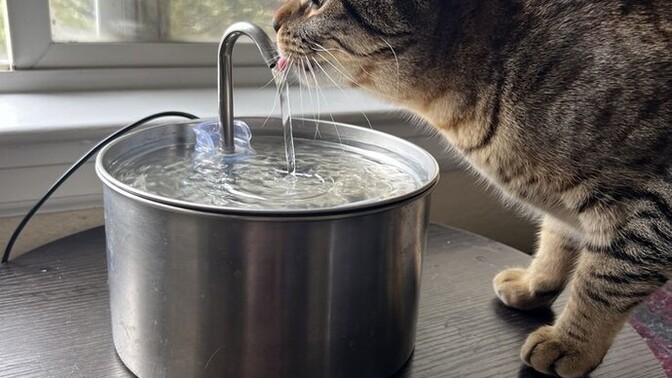 Kedi su pınarı fazla elektrik yapar mı?