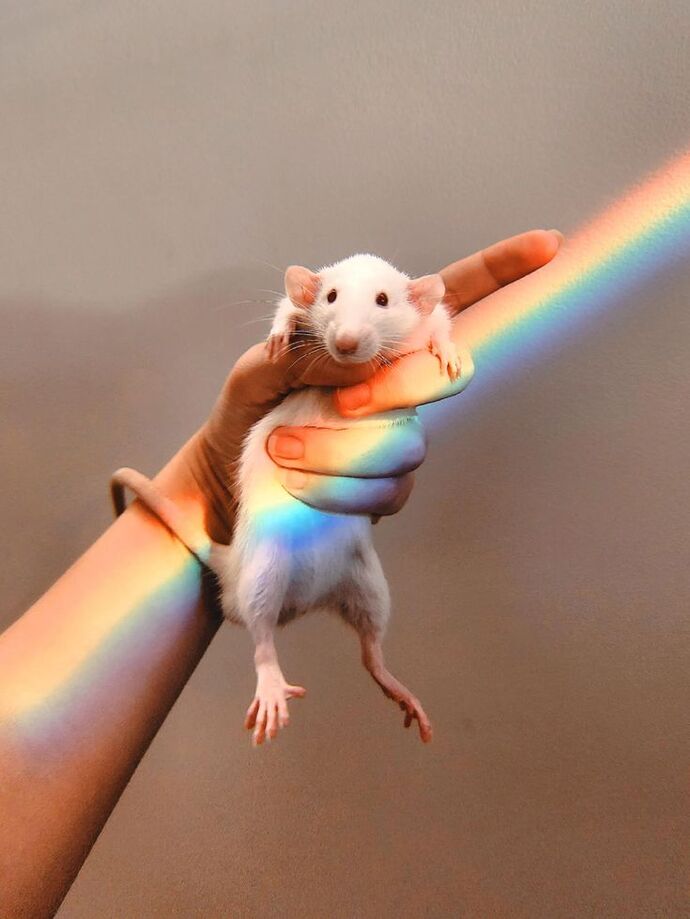 LGBTQ+ yu benimseyen veya destekleyen biriyle arkadaş olur musunuz?