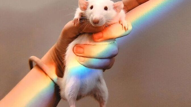 LGBTQ+ yu benimseyen veya destekleyen biriyle arkadaş olur musunuz?