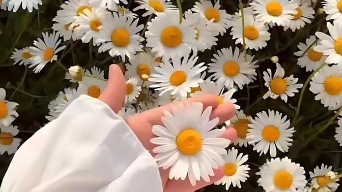 Bir çiçeğiniz var mı?