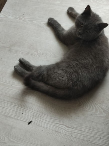 Çayım ve bu pasaklı kedi eşliğin de soru cevap yapalım mı?