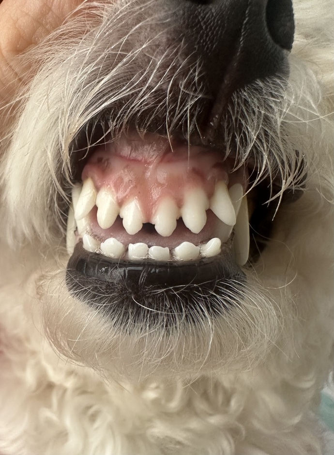 Köpeklerin dişi fırçalanir mi ağzı hep kokuyor ya?