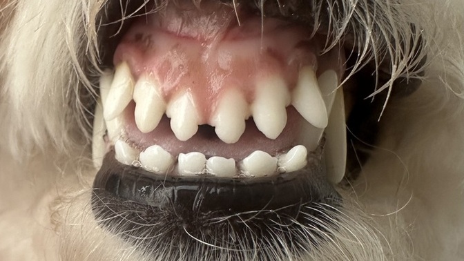 Köpeklerin dişi fırçalanir mi ağzı hep kokuyor ya?